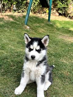 All breed available special Husky Siberian puppy