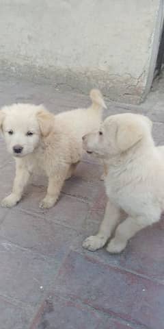 Turkish akbash puppy