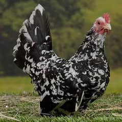 japnies molted long tail . bharama and black bharama chick's available