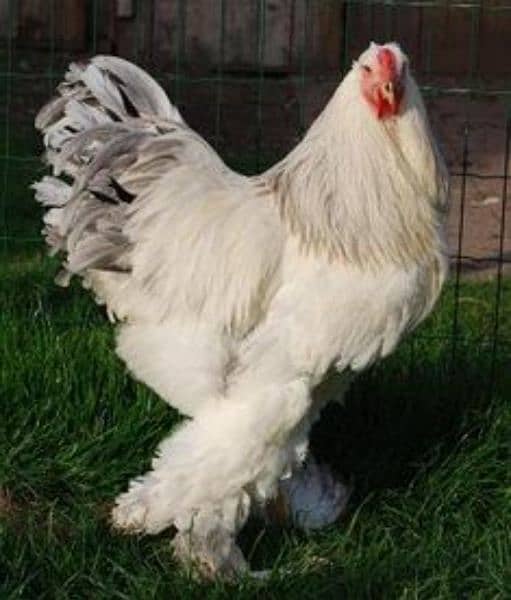 japnies molted long tail . bharama and black bharama chick's available 8