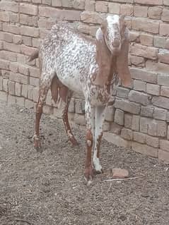 goat for sale ha