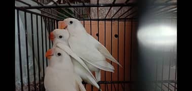 albino black eye pairs for sale