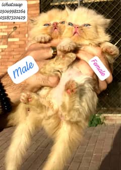 pure persian piki face male and female kitten cfa bloodline