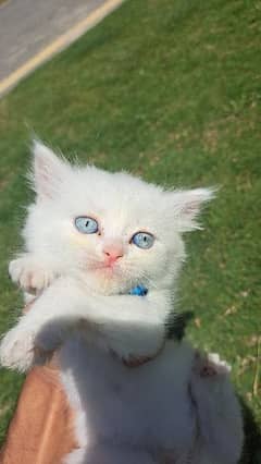 Persian Kitten / Cat Female 30 Days