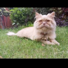 Persian Male cat available for SALE