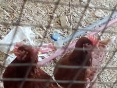 Leghorn Rooster for sale 0