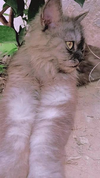 (pure Persian, fully trained,very playful) 1