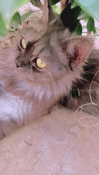 (pure Persian, fully trained,very playful) 2