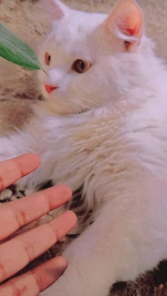 (pure Persian, fully trained,very playful) 3