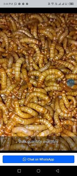 Live Mealworms. 5 piece Rs. 2,Pupa Rs. 5,Bettle Rs. 7,Faras Rs. 500 KG 1