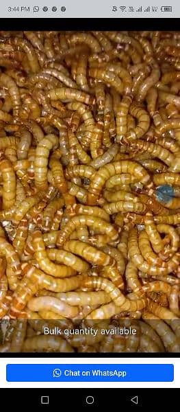 Live Mealworms. 5 piece Rs. 3,Pupa Rs. 5,Bettle Rs. 7,Faras Rs. 500 KG 1