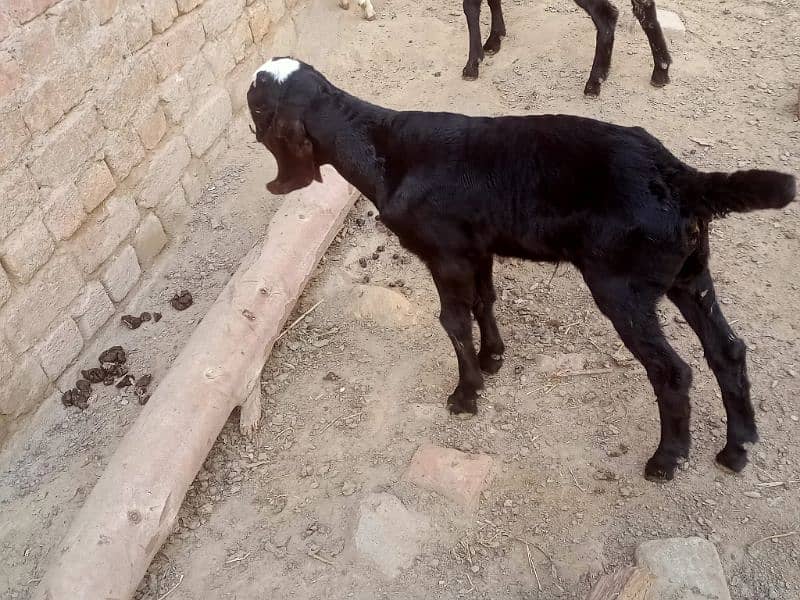 Pure Amratsari bheetal goat babies 2