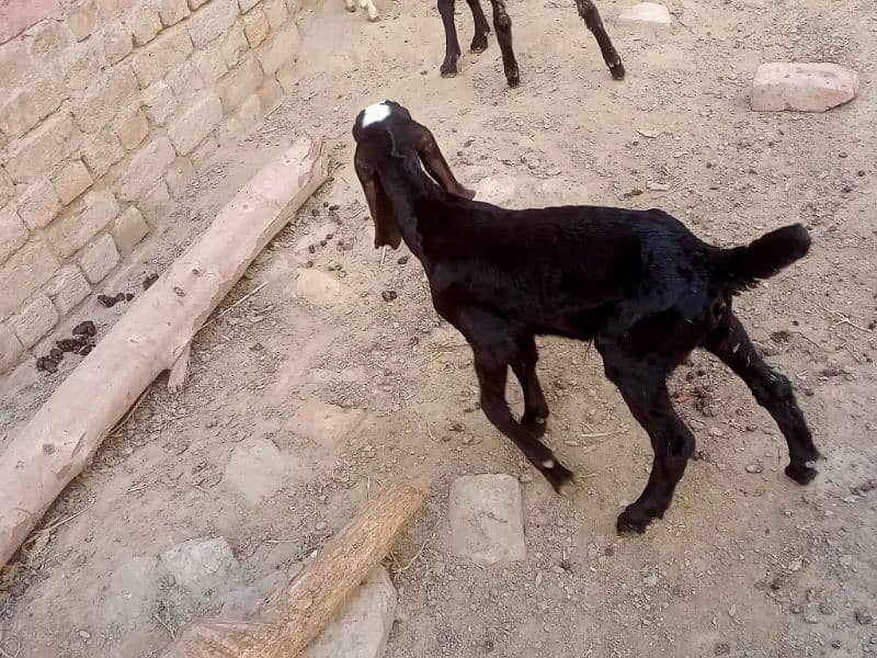 Pure Amratsari bheetal goat babies 3