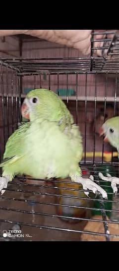 Green ringneck chicks for sale age 50 day. home breed h . o3l5l335l28