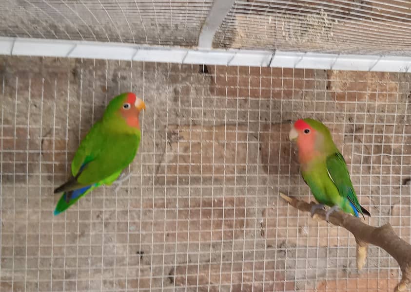 Lovebirds , Cockatiel , Breeder Pairs And Cages 5