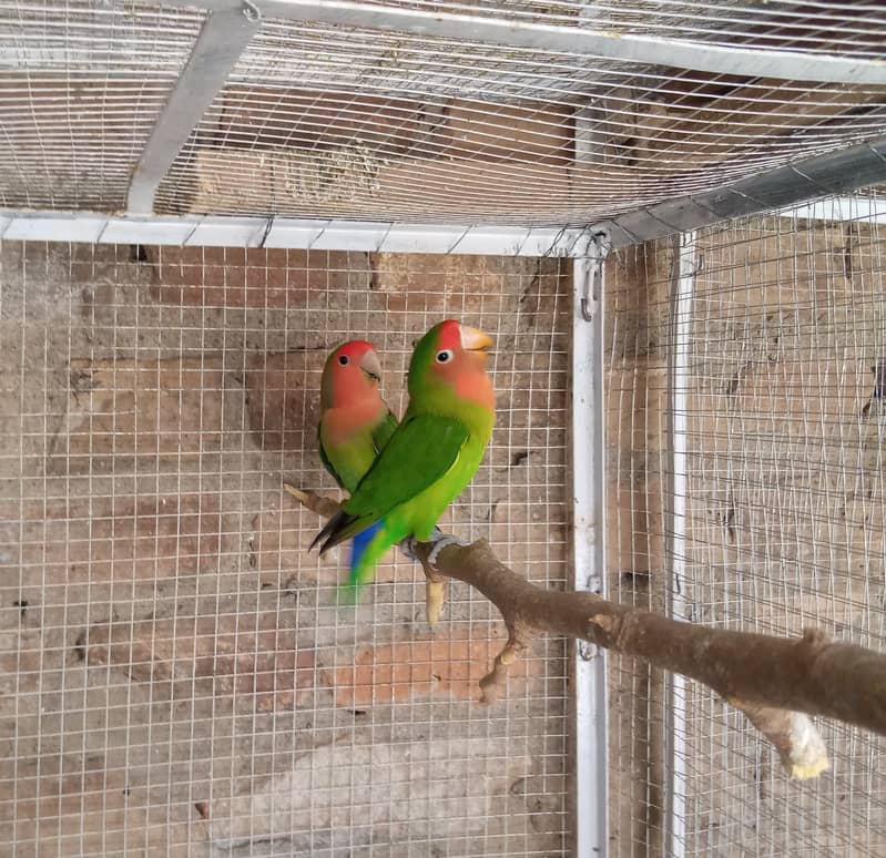 Lovebirds , Cockatiel , Breeder Pairs And Cages 6