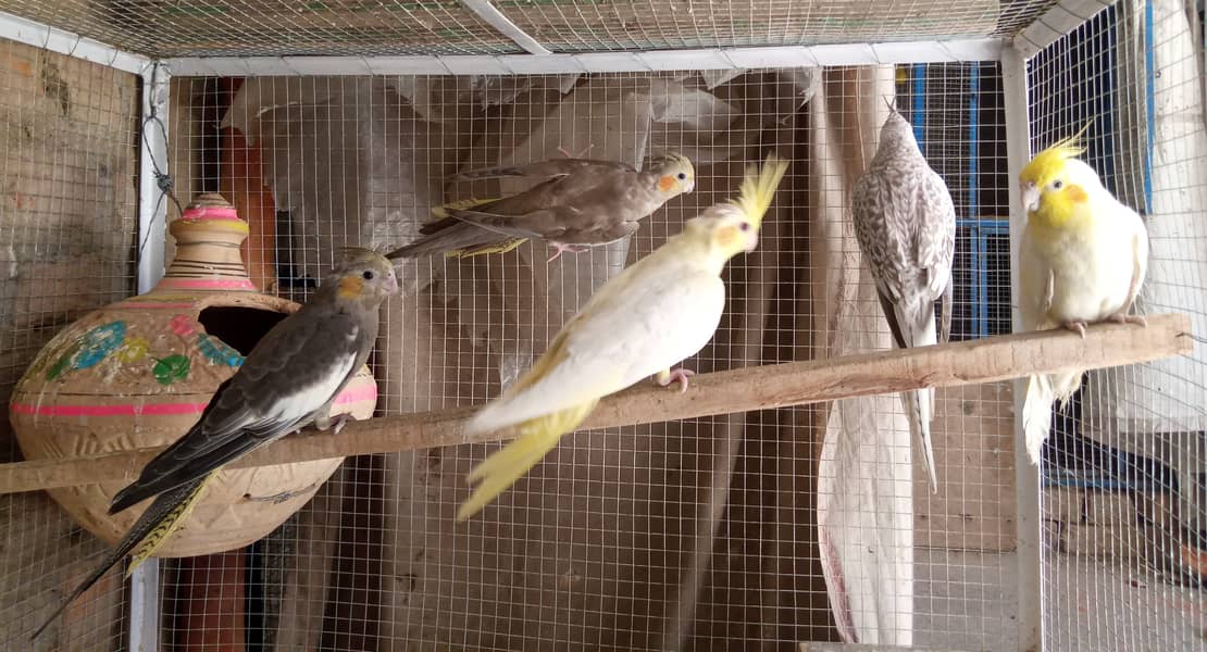 Lovebirds , Cockatiel , Breeder Pairs And Cages 0