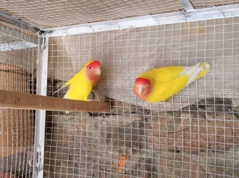 Lovebirds , Cockatiel , Breeder Pairs And Cages 8