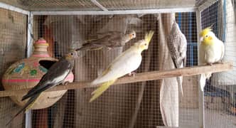 Cockatiel Male  And Cages