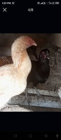 Super Quality Aseel Desi Mixed Hen's & Same Color's 0