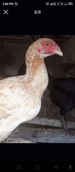 Super Quality Aseel Desi Mixed Hen's & Same Color's 1