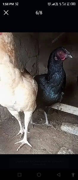 Super Quality Aseel Desi Mixed Hen's & Same Color's 2