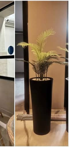 palm plants planter