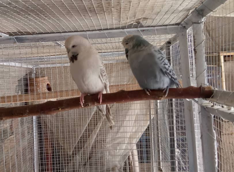 Lovebirds , Cockatiel , Exhibitions Breeder Pairs And Cages 7