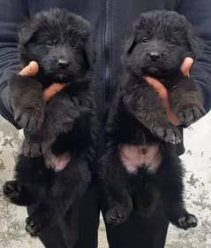 black German shepherd puppy show quality full long Cort for sale