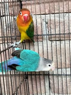 Blue Fisheri and Green euwing love birds