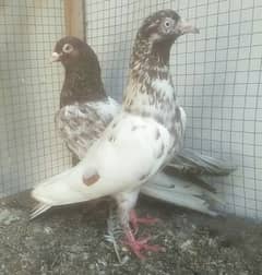 Lakha breeder pair
