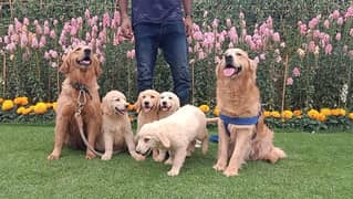 Golden Rettriver Puppies for sale 0