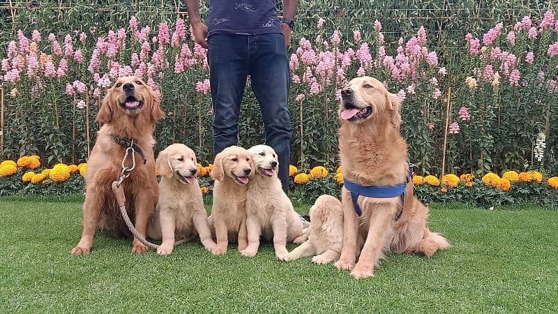 Golden Rettriver Puppies for sale 1