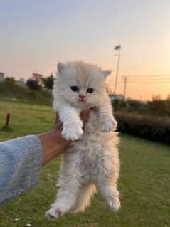 persian kittens/punch face/semi punch  tripple coated