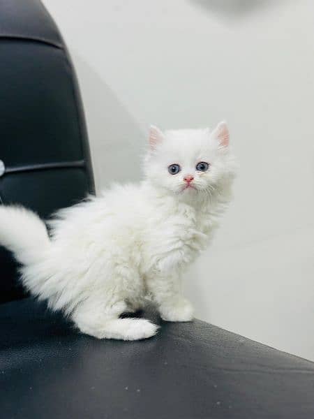 persian kittens/punch face/semi punch  tripple coated 1