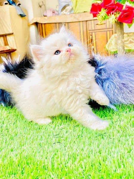 persian kittens/punch face/semi punch  tripple coated 3