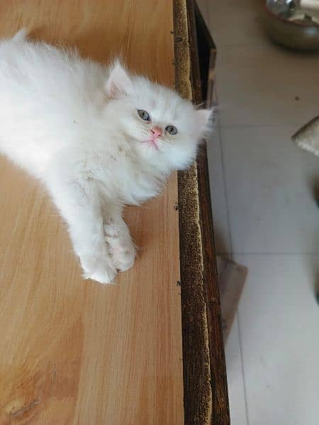 persian kittens/punch face/semi punch  tripple coated 4