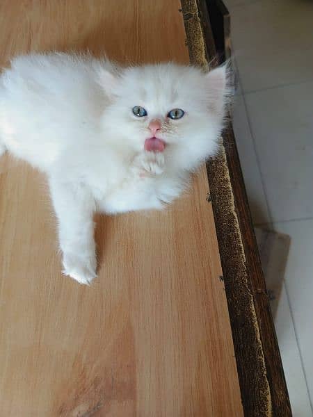 persian kittens/punch face/semi punch  tripple coated 5