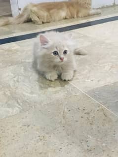 Pure Persian kittens/ Cat babies for sale