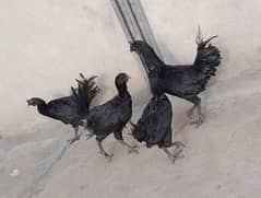ayam cemani for sale