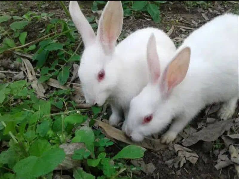 15 rabbits male n female mix. . fully vaccinated, pure white red eyed 0