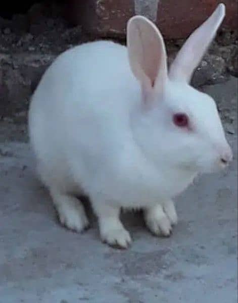 15 rabbits male n female mix. . fully vaccinated, pure white red eyed 1
