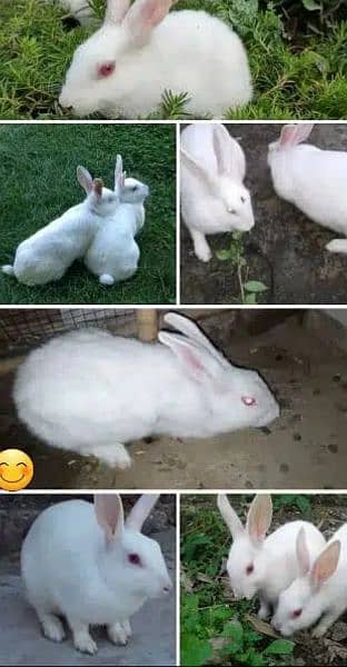 15 rabbits male n female mix. . fully vaccinated, pure white red eyed 4