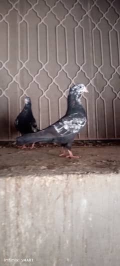 4 White and Black Laka Kabotar ka chicks for sale