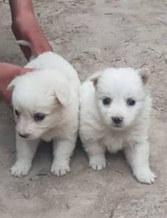 Russian Spitz  double coat female puppy for sale
