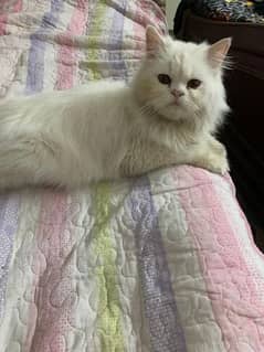Persian Cats for sale quality 100% punch face very low price & Access