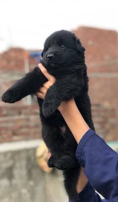 black and german shepred pupies for sale