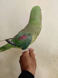 pahadi parrot with Cage