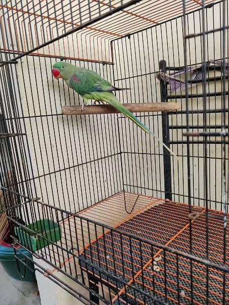 pahadi parrot with Cage 1