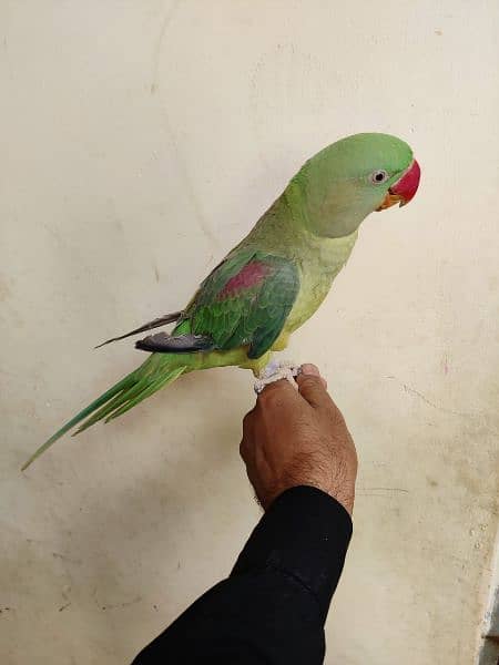 pahadi parrot with Cage 2